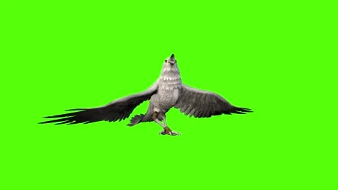 Seagull Static Flight Green Screen Animation 4k Rendering Stock Footage 296203812
