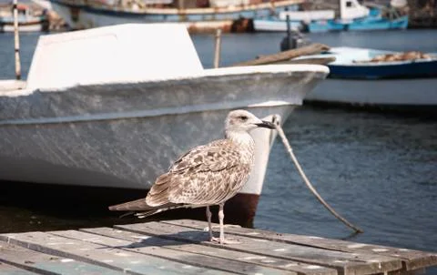 Seagull stayed on the pier Stock Photos