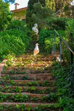 A seagull on the steirs Stock Photos