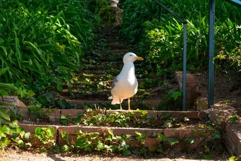 A seagull on the steirs Stock Photos