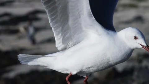 Seagull, Still Bay, Beach Stock Footage