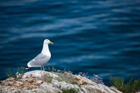 Seagull on the stone coastline Stock Photos