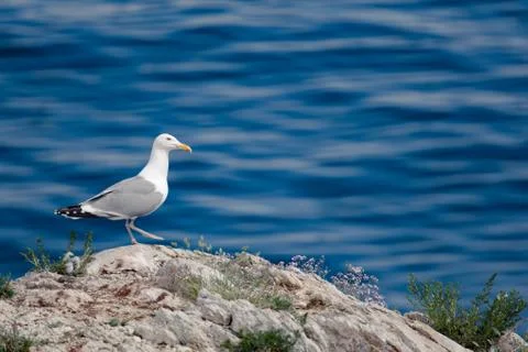 Seagull on the stone coastline. Stock Photos