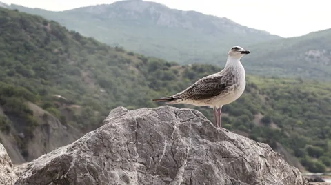 Seagull on stone Stock-Footage 40613375