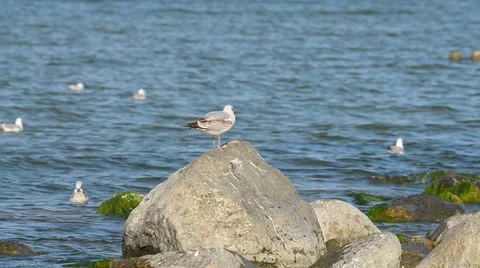 Seagull on the stone Video stock 42897949