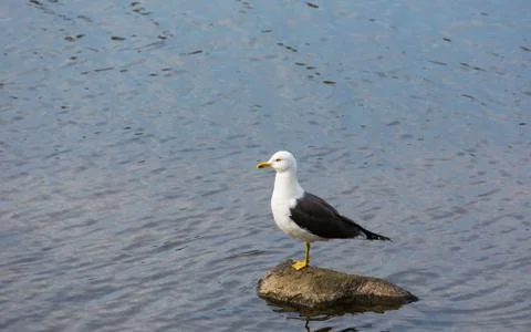 Seagull on stone Stock Photos