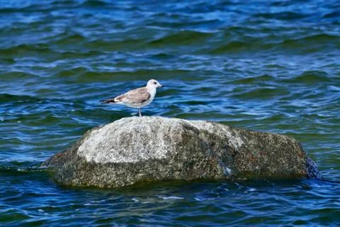 Seagull on the stone Stock Photos