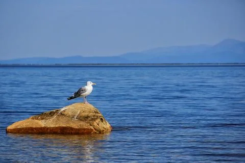 Seagull on the stone Stock Photos