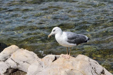 Seagull on a stone. Stock Photos