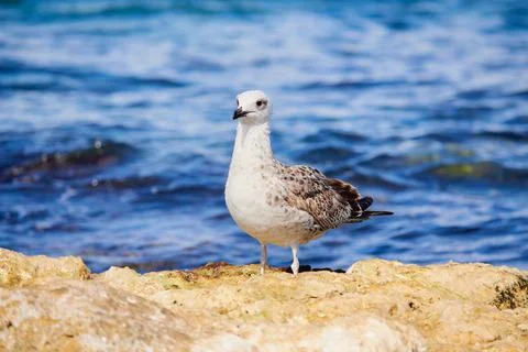 Seagull on stone Foto stock