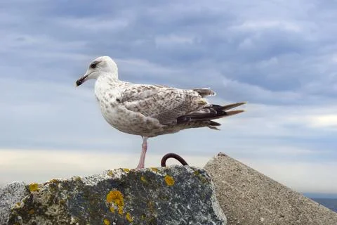 A seagull on a stone Stockfoto's