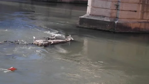 Seagull on a stone in the river Vídeo Stock 182455305