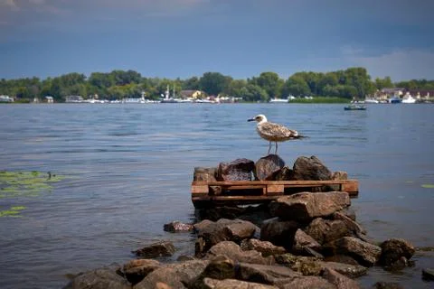 Seagull on a stone by the river Stock Photos