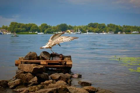Seagull on a stone by the river Stock Photos