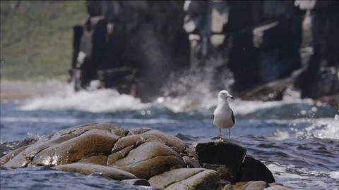 Seagull on a stone in the sea. 動画素材 94600250