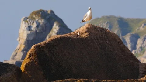 Seagull on a stone in the sea. 動画素材 94600299