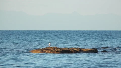 Seagull on a stone in the sea Stock-Footage 138866783