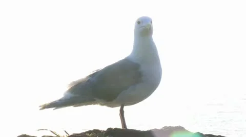 Seagull on Stone Wall 2 Stock-Footage 10466049