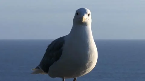 Seagull on Stone Wall 3 Stock Footage 10466834