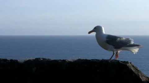 Seagull on Stone Wall 5 Stock Footage 10469705