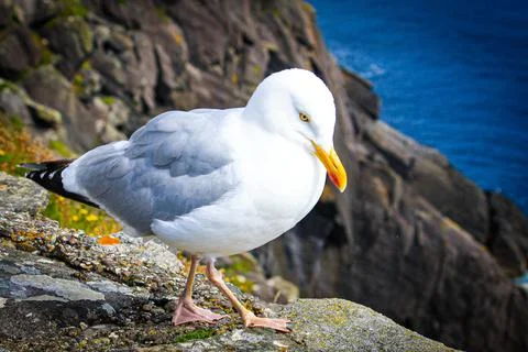 Seagull On A Stone Wall 库存照片