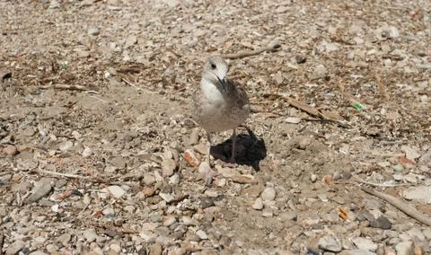 A seagull on stony beach Stock Photos