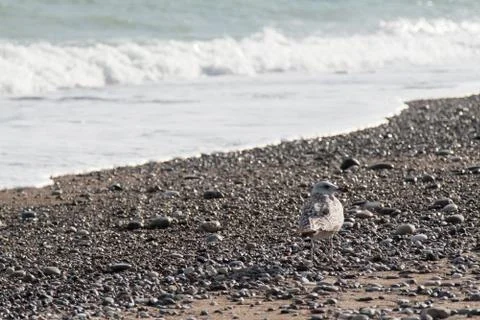 Seagull on the stony beach, waves Foto stock