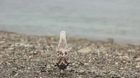 Seagull at the stony seaside beach observing the calm sea waters Stock Footage 54564885