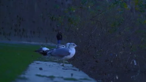 The Seagull Stood In The River Vídeo Stock 264771858