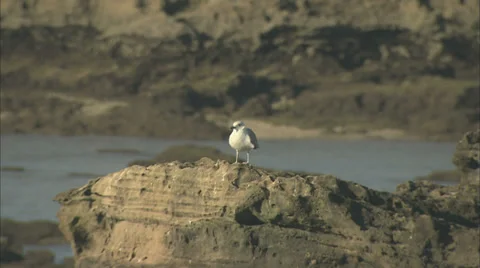 Seagull stood on a rock Stock-Footage 38647798