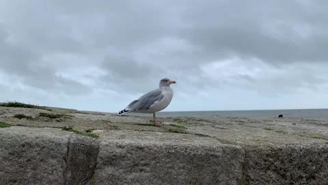 Seagull stood on a wall Stock-Footage 219734956