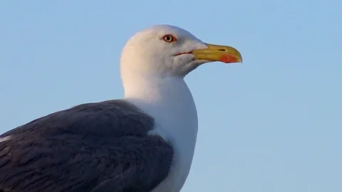 Seagull stopped. Stock Footage 109593866