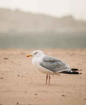 Seagull in the storm Stock Photos