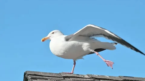 Seagull Stretching Stock-Footage 227369782