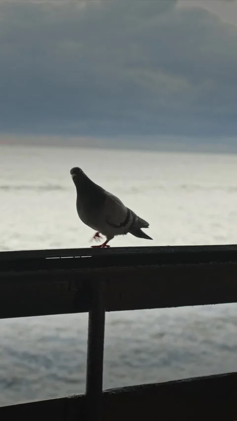 Seagull striding beside ocean during early morning hours 動画素材 335950611