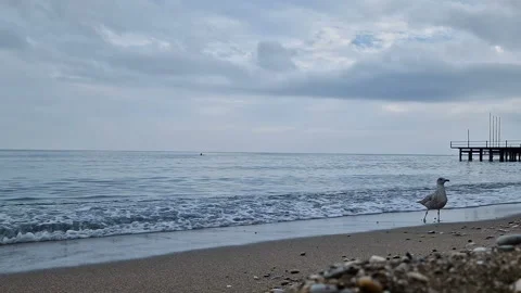 A seagull strolls along the beach. Stock Footage 287566458