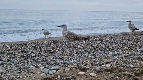A seagull strolls along the beach. Stock Footage 287567129