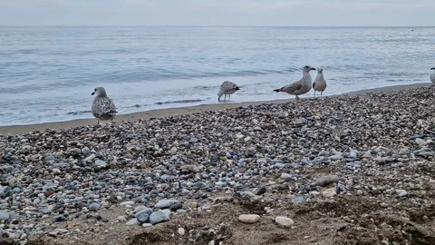 A seagull strolls along the beach. Stock Footage 287567897