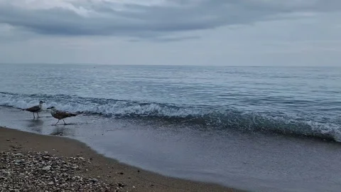 A seagull strolls along the beach. Stock Footage 287568477