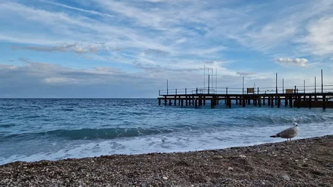 A seagull strolls along the beach. Stock Footage 287569126