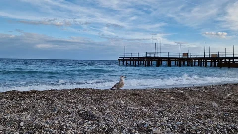 A seagull strolls along the beach. Stock Footage 287734437