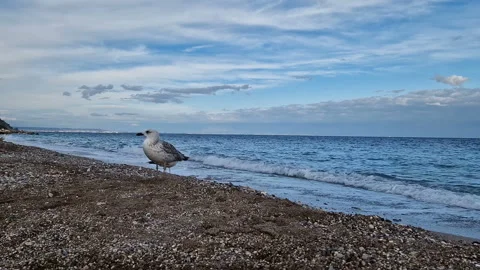 A seagull strolls along the beach. Stock Footage 287734535
