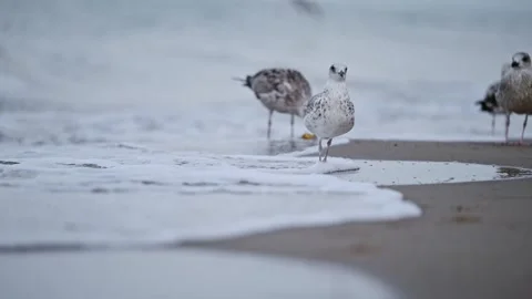 A seagull strolls along the beach as ocean waves softly lap at its feet Stock Footage 299858693