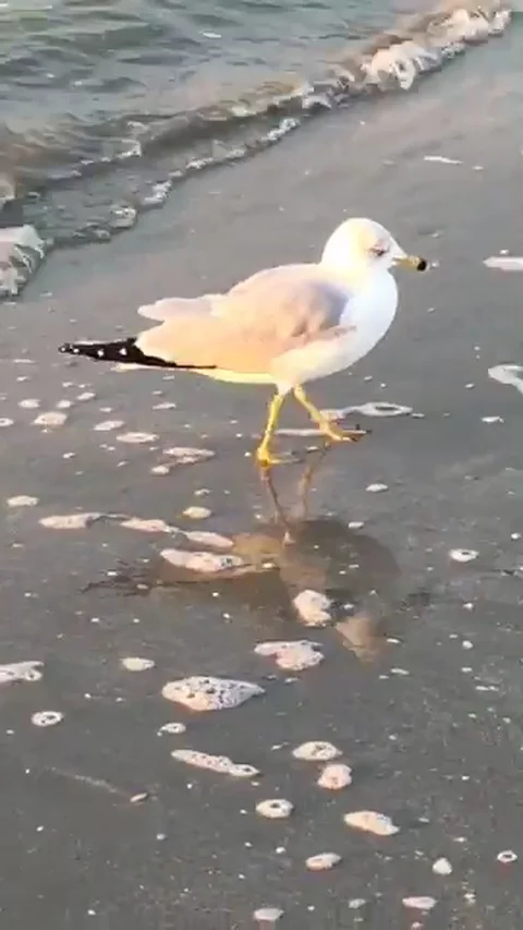 Seagull strut Vídeos de archivo 105754386