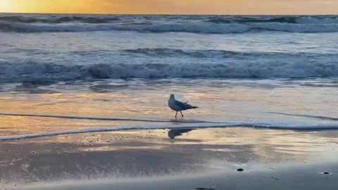 Seagull Struts on Calm Beach at Sunset Видео 196942706
