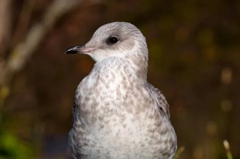Seagull in summer close up Foto stock