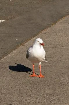 Seagull in the summer sun Stock Photos
