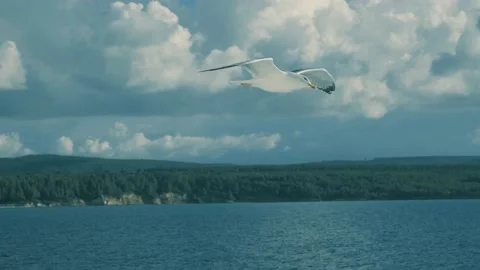 Seagull to sun Stock-Footage 222178993