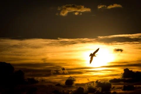 Seagull in the sun Stockfoto's