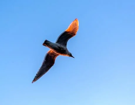 Seagull in sunlight Stock Photos